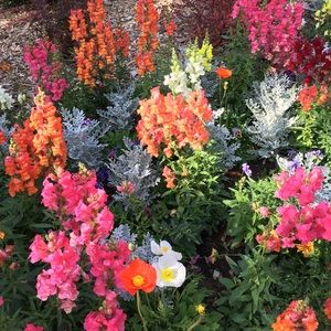 Meet your Posher, Rosemarie